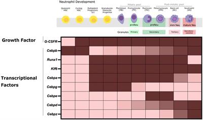 A metabolic perspective of the neutrophil life cycle: new avenues in immunometabolism